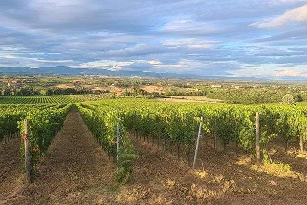 Azienda in vendita: Vendesi Azienda Viticola a Montepulciano - Aziende vitivinicole - Immagine principale