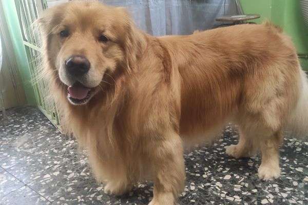 Azienda in vendita: Toelettatura storica per cani e gatti cedesi con annesso negozio  a Moncalieri - Prodotti e servizi per animali - Immagine principale