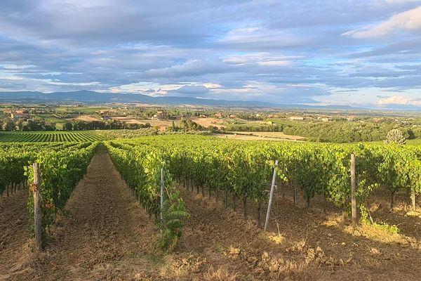 Azienda in vendita: Vendesi Azienda Viticola a Montepulciano - Aziende vitivinicole - Immagine principale