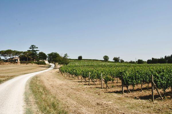 Azienda in vendita: Azienda Vitivinicola a Montepulciano, in Toscana a Montepulciano - Aziende vitivinicole - Immagine principale